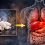 Which Organ Is First Affected by White Phosphorus?